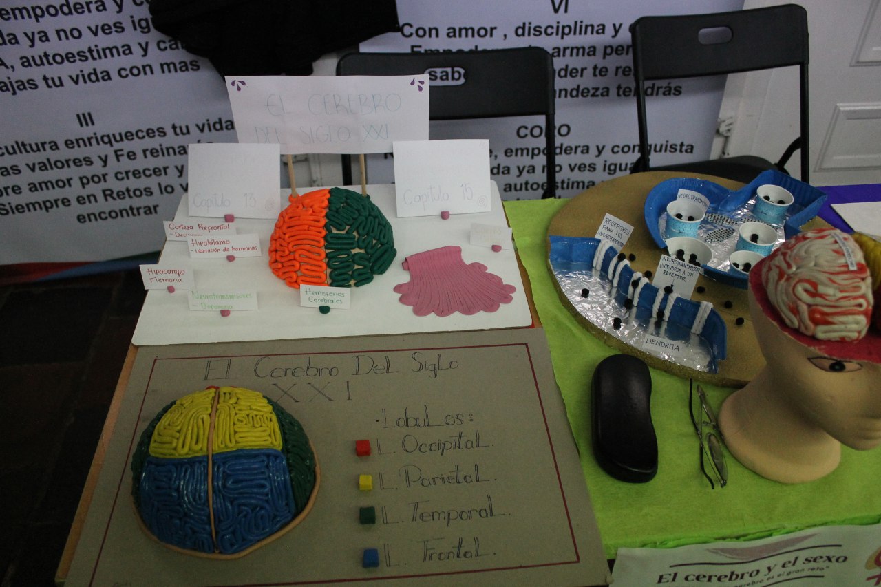 Feria del cerebro colegio retos